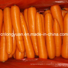 316 Type de haute qualité de carottes fraîches